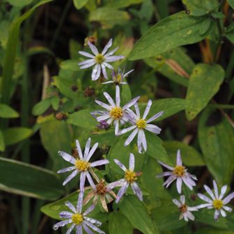 キク科の花は強い
