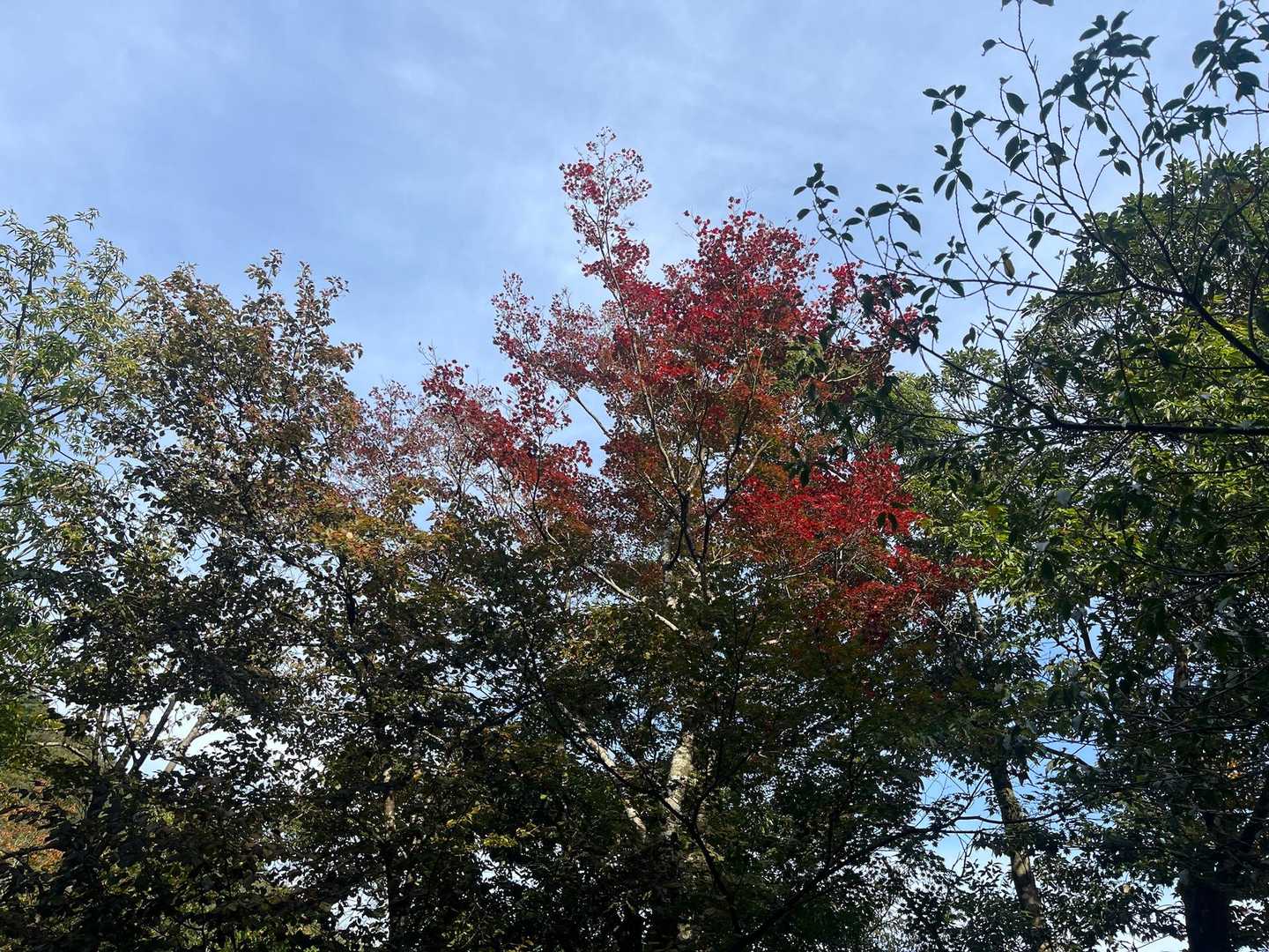 少し紅葉