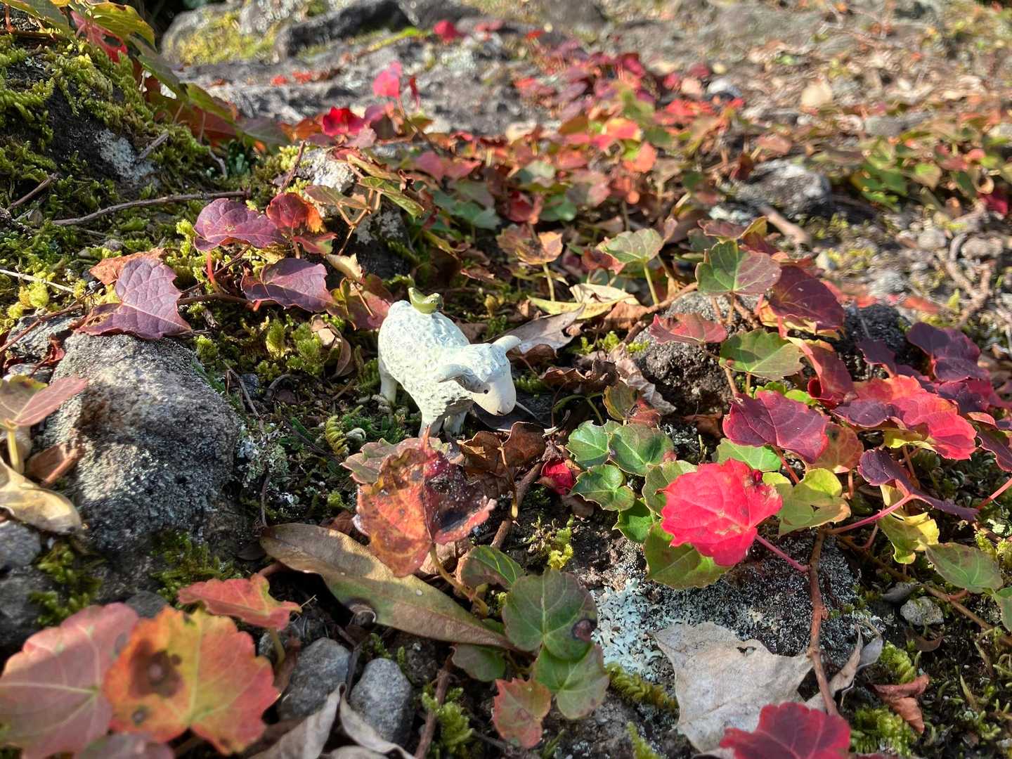 このツタは家にもあるけど日当たりの加減なのか、ここまできれいに着色しないんだよね。
だから厄介者になっている感あり。