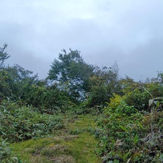 3日目、復路長倉山山頂。
※ガスで山頂より高い鉄塔が見えませんね。ガスで視界50ｍくらいでした。

■備忘
行程。
初日。6:00三国峠上州口P入山、7:00三国峠、8:00長倉山、9:30キワノ平ノ頭、12:00稲包山、15:00三坂峠、三坂峠分岐、1563峰、1766峰、18:50セバトノ頭、18:30ムジナ平避難小屋。(活動時間 12.5時間)
2日目。5:50ムジナ平避難小屋出発、6:30上ノ倉山、7:30忠次郎山、9:00赤沢山、9:30上ノ間山、三国境、11:30白砂山※折り返し、三国境、13:00上ノ間山、14:00赤沢山、15:00忠次郎山、16:00上ノ倉山、16:50ムジナ平避難小屋。(活動時間 11.0時間)
3日目。5:50ムジナ平避難小屋出発、6:00セバトノ頭、1766峰、1563峰、三坂峠分岐、9:00三坂峠、稲包山分岐※復路稲包山には寄らず、12:00キワノ平ノ頭、13:30長倉山、14:00三国峠、15:00Pに戻る。(活動時間 9.0時間)

※ルートの様子
・三坂峠〜白砂山
活動メモの通り。

※水場
・当初4L持参。
初日セバトノ頭〜ムジナ平避難小屋間の水場利用。出てました。

天気。
初日、早朝雨、その後青空が広がる。夕方からガス。風体感0〜3m/s、気温14〜22°c、夜小屋内11°ｃ
2日目、小雨混じりのガス。午前風速7ｍ、午後風速15ｍ近い風雨。深夜にかけさらに風雨強まる。南風。気温9〜14°c　※秋雨前線が北上、午後から夜にかけ、上空を前線が通過した感じ。
3日目、小雨混じりのガス。昼薄日も差す。視界50ｍ程度。風体感0〜4ｍ/s。北風。気温14〜22°c

ひと。
初日、おひとりにご挨拶(稲包山ピストンの方)。
2日目、会わず。
3日目、会わず。

動物。
・鹿。3日目、稲包山〜キワノ平ノ頭間で鹿の足跡と鳴き声。
・ヤマビル。初日と3日目、P〜三国峠間で。目視できませんでしたが、靴を脱いだら4匹くっついていました。取り除く最中手首に吸い付かれ、下山後の今も痒い。

装備。
18.6kg。ICI バフィン、キャラバンC1-02S(茶)、水4.0L持参。食事12食。3泊4日の準備。

所感。
※今回の計画に当たって、雨前提ですから、比較的歩き慣れた馬蹄形とか、主脈、まだ歩いたことがない三国峠〜平標山間(エビス大黒ノ頭避難小屋泊)も検討してみましたが、しっくり来ず。いろいろ地図を眺めて、エスケープルートがなく8時間以上歩きますが、新しいムジナ平避難小屋がある、今回の計画にたどり着きました。ピストンですが、往路復路の様子も知れますし。
・ぐんま県境稜線トレイルはアプローチが難しくて遠慮がちでしたが、今回のようにピストンすると往路復路の様子が知れて楽しい。このスタイルで調査継続、65歳までには通しで歩いてみたいです(100km。シミュレーションしたら私の足で8泊!)。

※三坂峠〜白砂山間はスマホ電波がないです。最新の気象情報が手にはいらず、現地判断になりました。日曜2日目午後半日間風速15ｍ近い風雨の中を歩くことになったわけですが、(ちょっと大げさですがツエルト食料防寒着替医薬品予備バッテリ等々)"命を守る行動"ならぬ"装備"を前提に、撤退か停滞か、避難小屋かツエルトか、都度考えながら行動。以前(202505)仙ノ倉山〜平標山間の風速20ｍ/ｓの経験もよい判断材料になりました(立ってられない。ピッケルで支えてどうにか立てる感じで、横殴りの風雨にあおられ一歩ごとに幅2ｍの木道を踏み外す)。
···私は、安全を優先しつつ、自分のキャパをすこ〜し超える、少しずつですが経験値を深める山行が好みのようです。

※山行中眺望があるに越したことはありませんが、天気は自分でコントロールできません。そこは逆手にとって雨の日を選んで、山に行こうかしら。違った風景が見られてそれもまた楽しい?!　♫雨が降ったら濡れればいいさ♫(雪山讃歌)って感じでしょうか?!　このフレーズが頭の中をぐるぐる回ります。ロマンですねェ。

追記(山名の読み方):
長倉山
キワノ平ノ頭
稲包山(いなつつみやま)
三坂峠
セバトノ頭
大黒ノ頭
上ノ倉山(かみのくらやま)
忠次郎山
赤沢山
上ノ間山(かみのあいやま)
白砂山(しらすなやま)