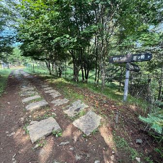 ここから一旦木無山へ寄り道