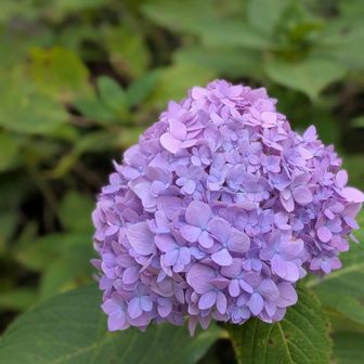 おまけにshigさんのレポで見た、まだ咲いている紫陽花があるという…💠
植物も混乱しているのでしょうか