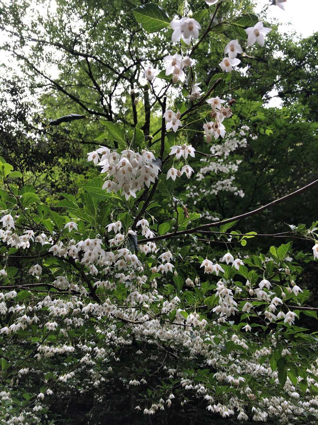 エゴの花が満開。