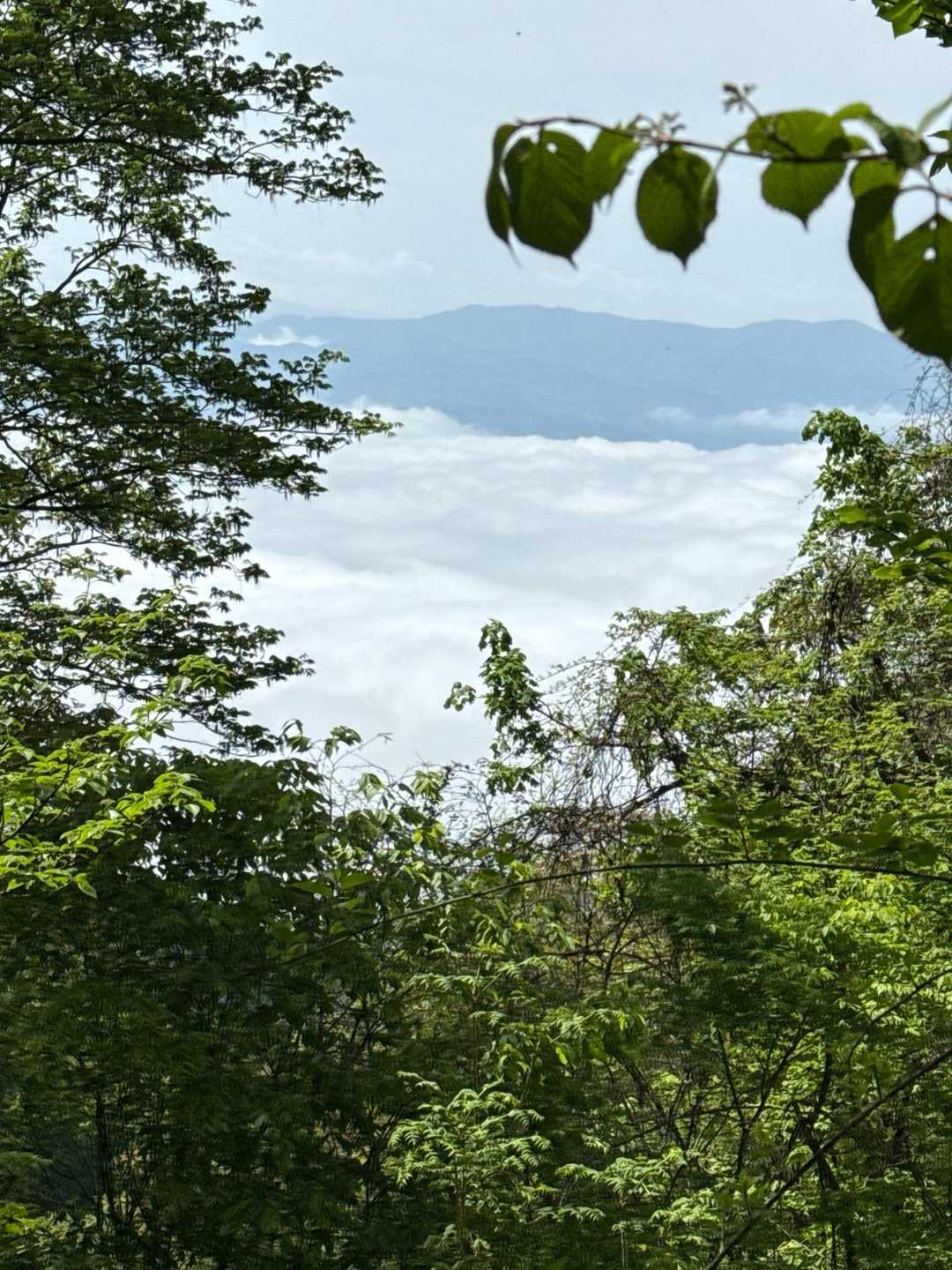 虫倉山登山道入口-虫倉山 往復コースの写真