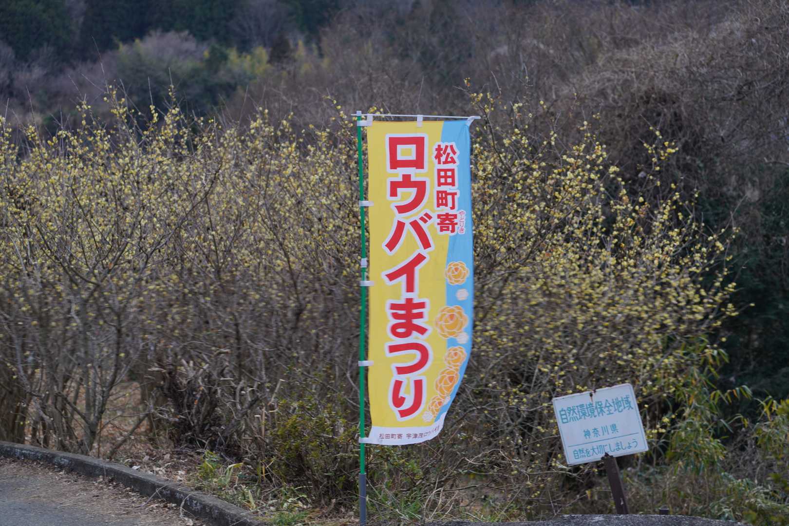 道すがら幟（のぼり）が各所に