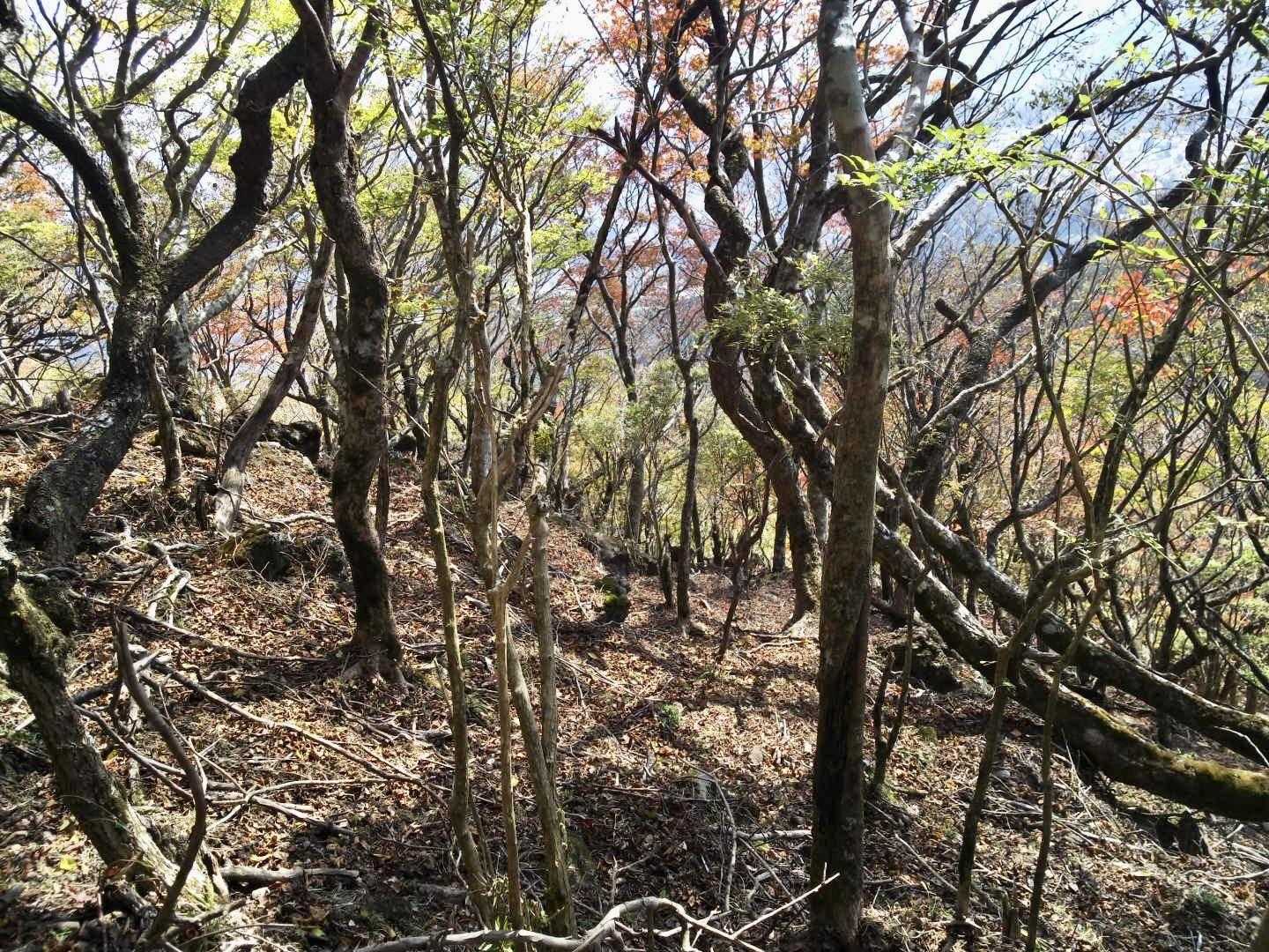 あっ！🦌鹿が２頭いたっ...