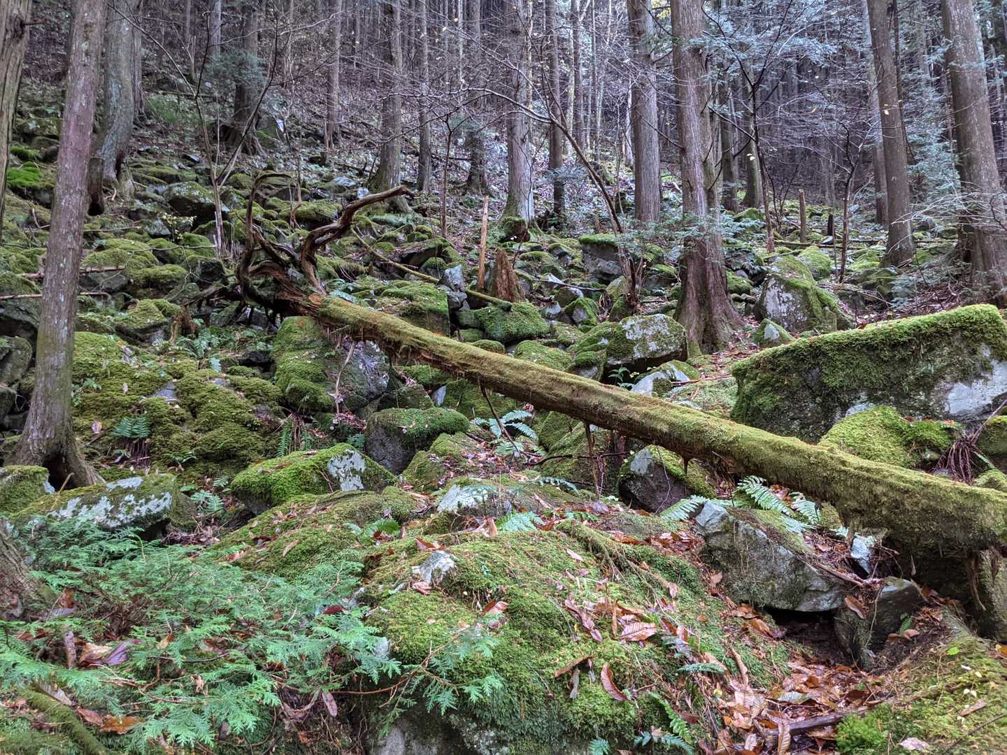 苔が綺麗な山