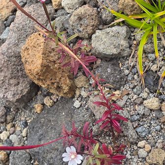 はじめてみるお花😊