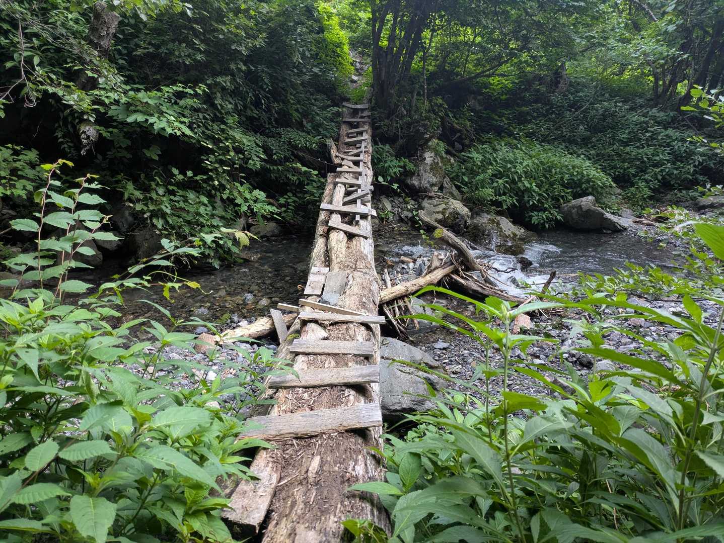 ちょっと壊れてる木橋
見た目より渡りやすい(^^)