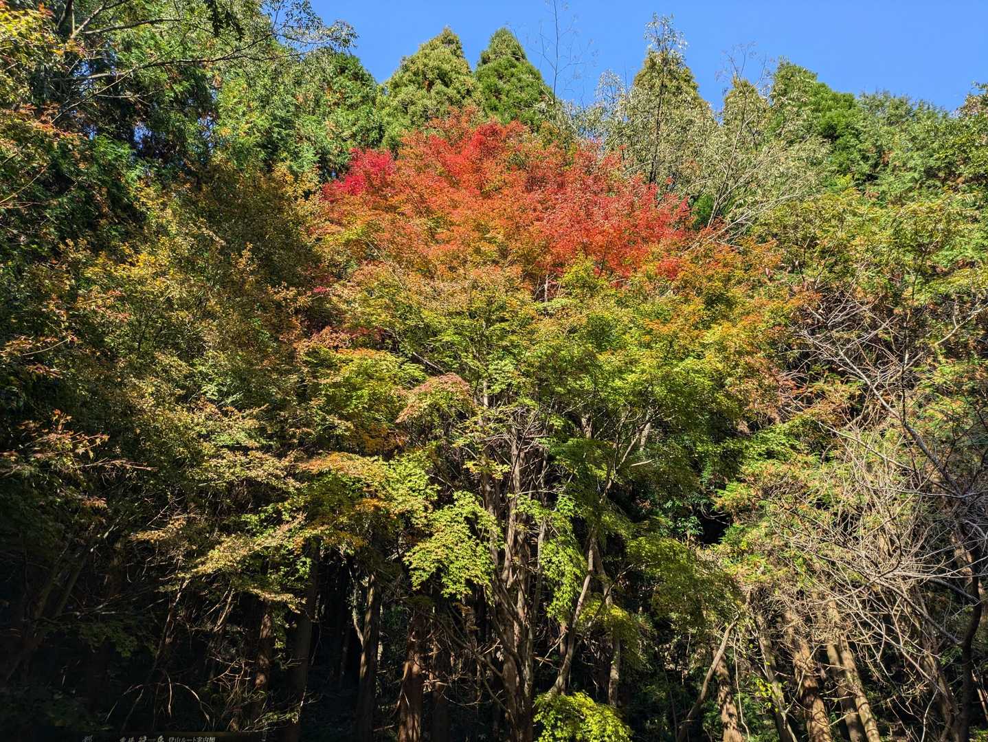 こんな感じ🍁