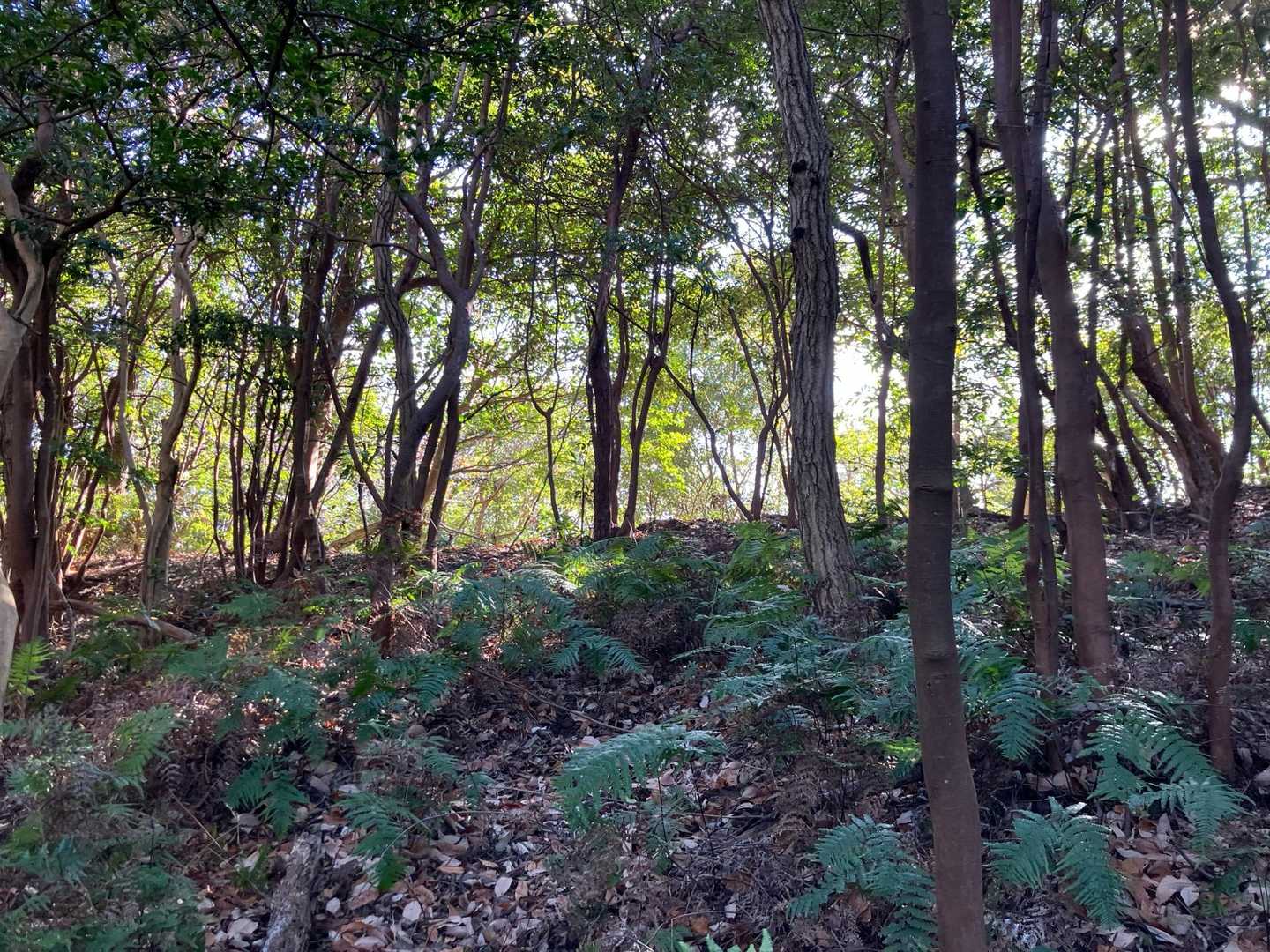 登山道はずーっと樹林帯の中
木陰歩きです