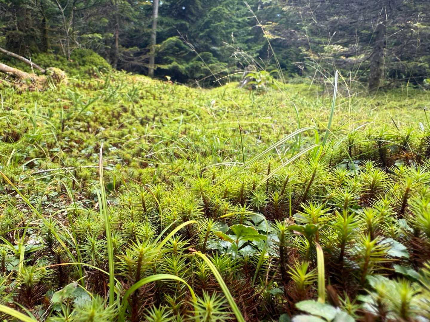 苔苔盛り沢山