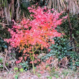 まだ🍁残ってたー😍
