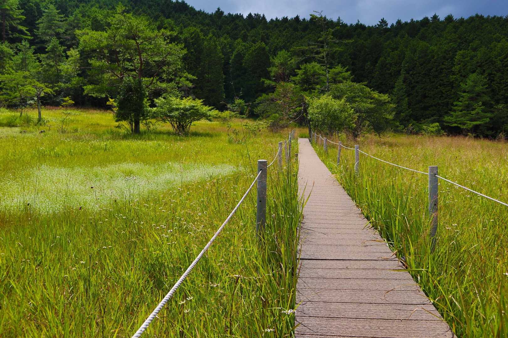 湿地はいいねえ
