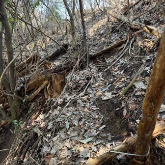 長〜〜いロープ🪢