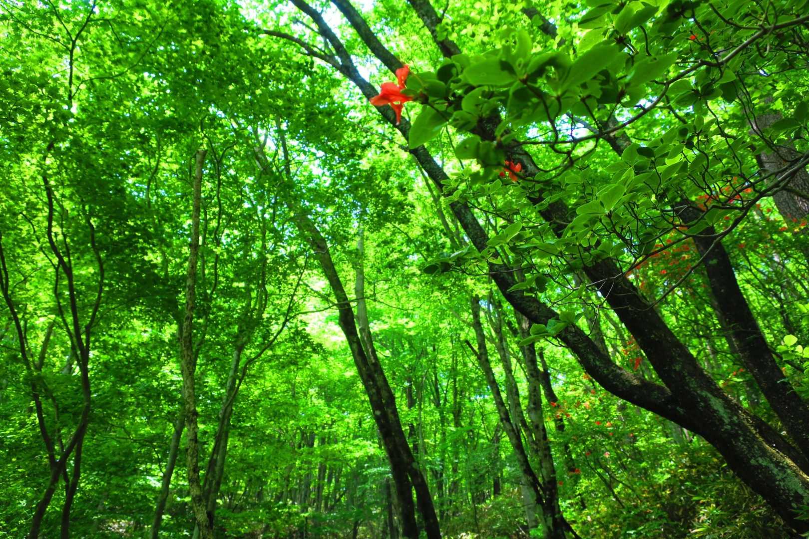 高旗山 往復コースの写真