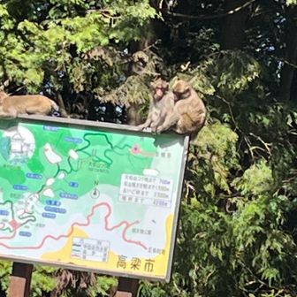 

　雲海の見える展望台のところへ移動🚙
　
　もう一つのピークを取りに！

　YAMAP申請されてないところみたい💦

　4日後あたり，反映されてるかなぁ🤭

　
　看板の上にも，猿がたくさんいた

　ちょっと怖いかも😰