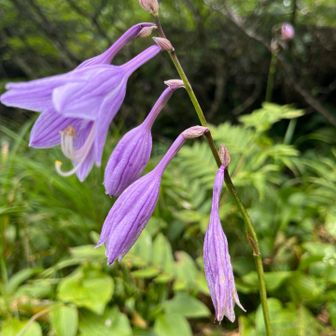 花の名前が覚えられない私です😱