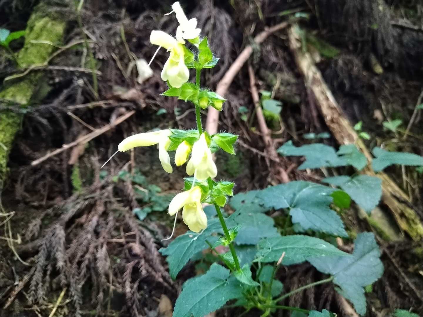 今日唯一のお花