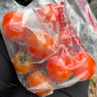 休憩〜♩

今日も
しぇしぇの塩トマト🍅🧂😋