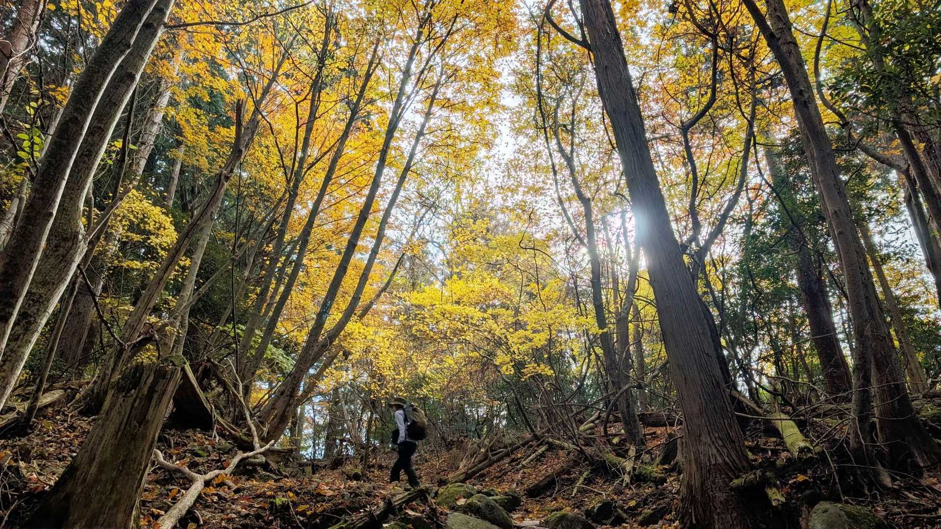 豊前坊登山口-英彦山-英彦山-奉幣殿-別所登山口 縦走コースの写真
