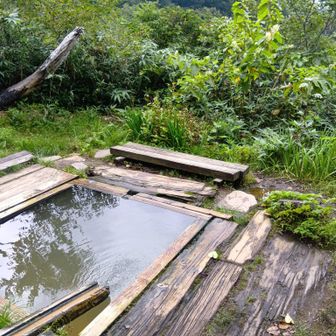 黄金湯