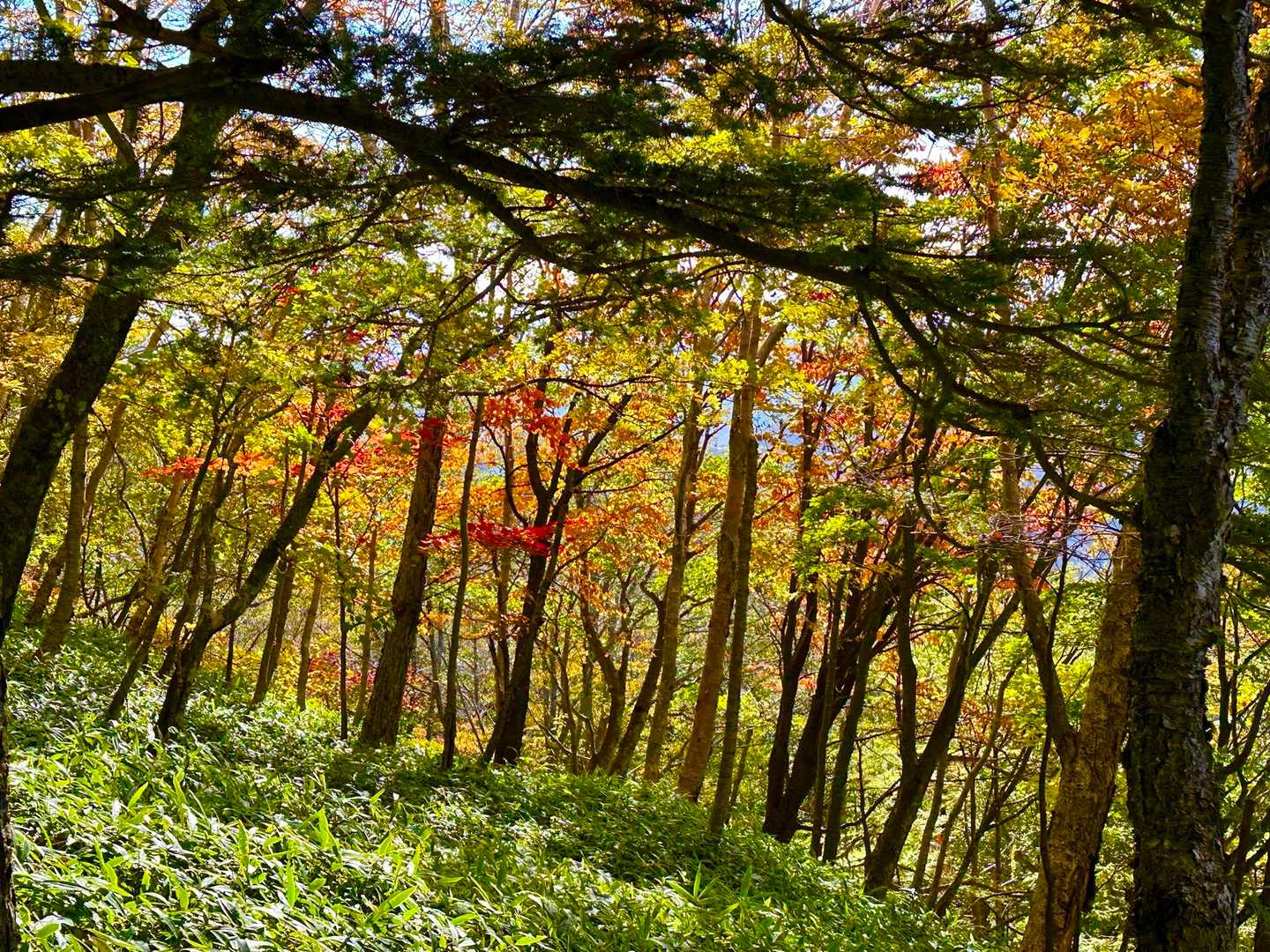 二荒山神社-男体山 往復コースの写真