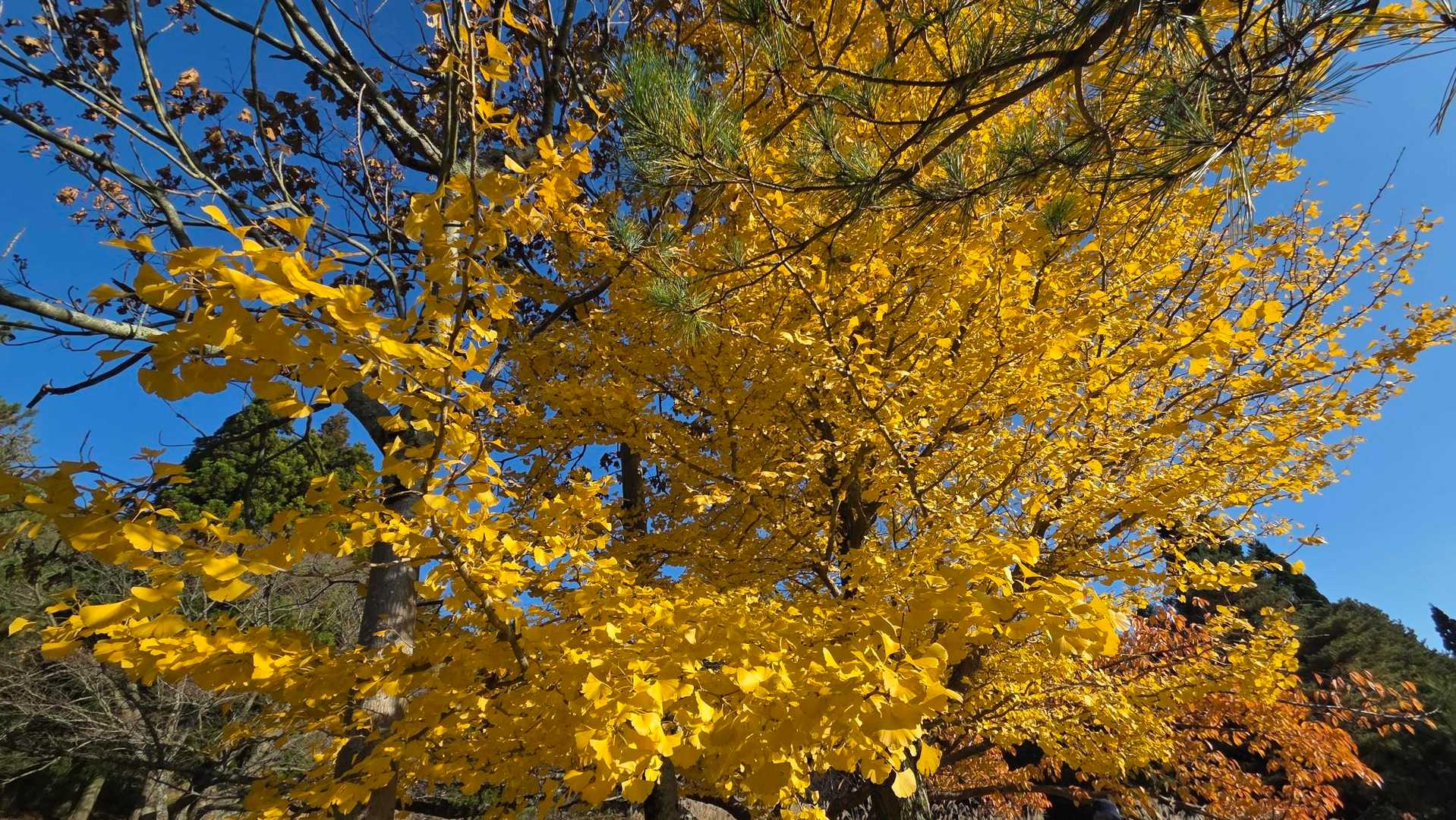 レストハウス周辺の🍁