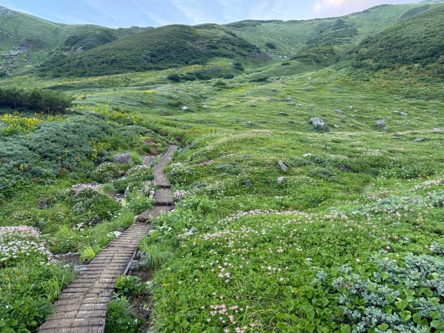 チングルマがいっぱい
7月終わりに来た時よりも綿毛