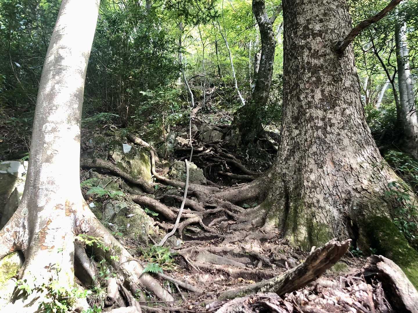 綱引きみたいなロープが下がっとる。