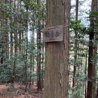 少し戻って観音岳に登りました。林道を挟んで愛宕山の向かいにあり、数分で山頂到着です。そのまま南側へ下り、先ほどの分岐からの道に到達しました。