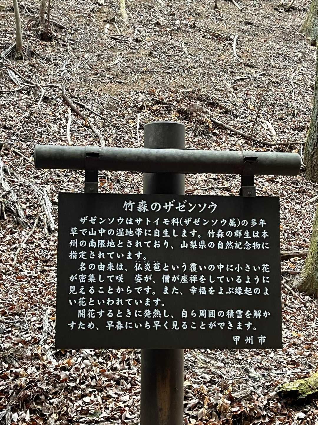 咲きかけのものも結構あったので、まだもう少し楽しめるのではと思います。
このあと小鹿野へ向かいましたがピチピチのイキの良いセツブンソウが満開でした😊

ありがとうございました。