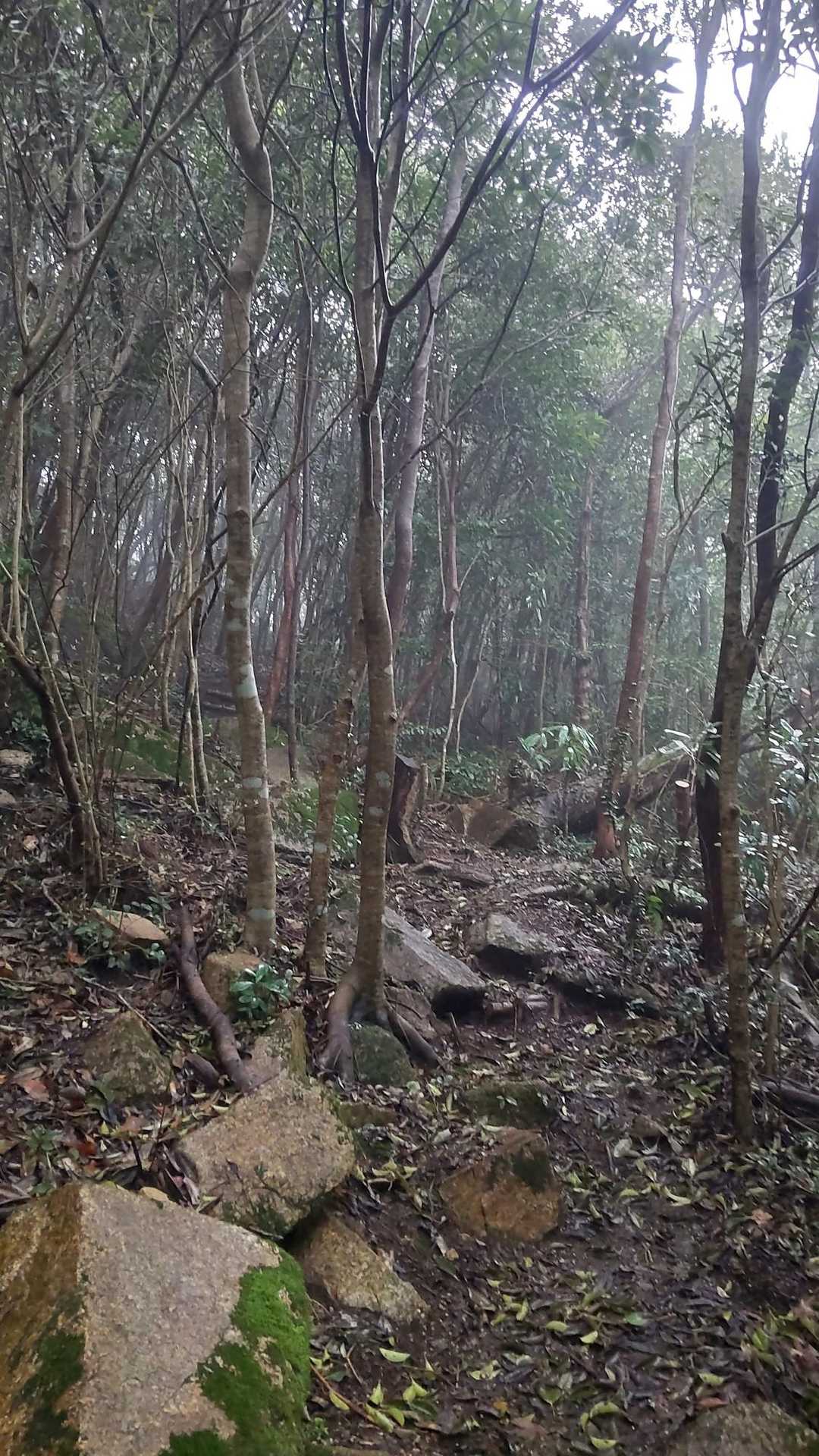 山頂が近づくにつれ靄がかかりはじめました。