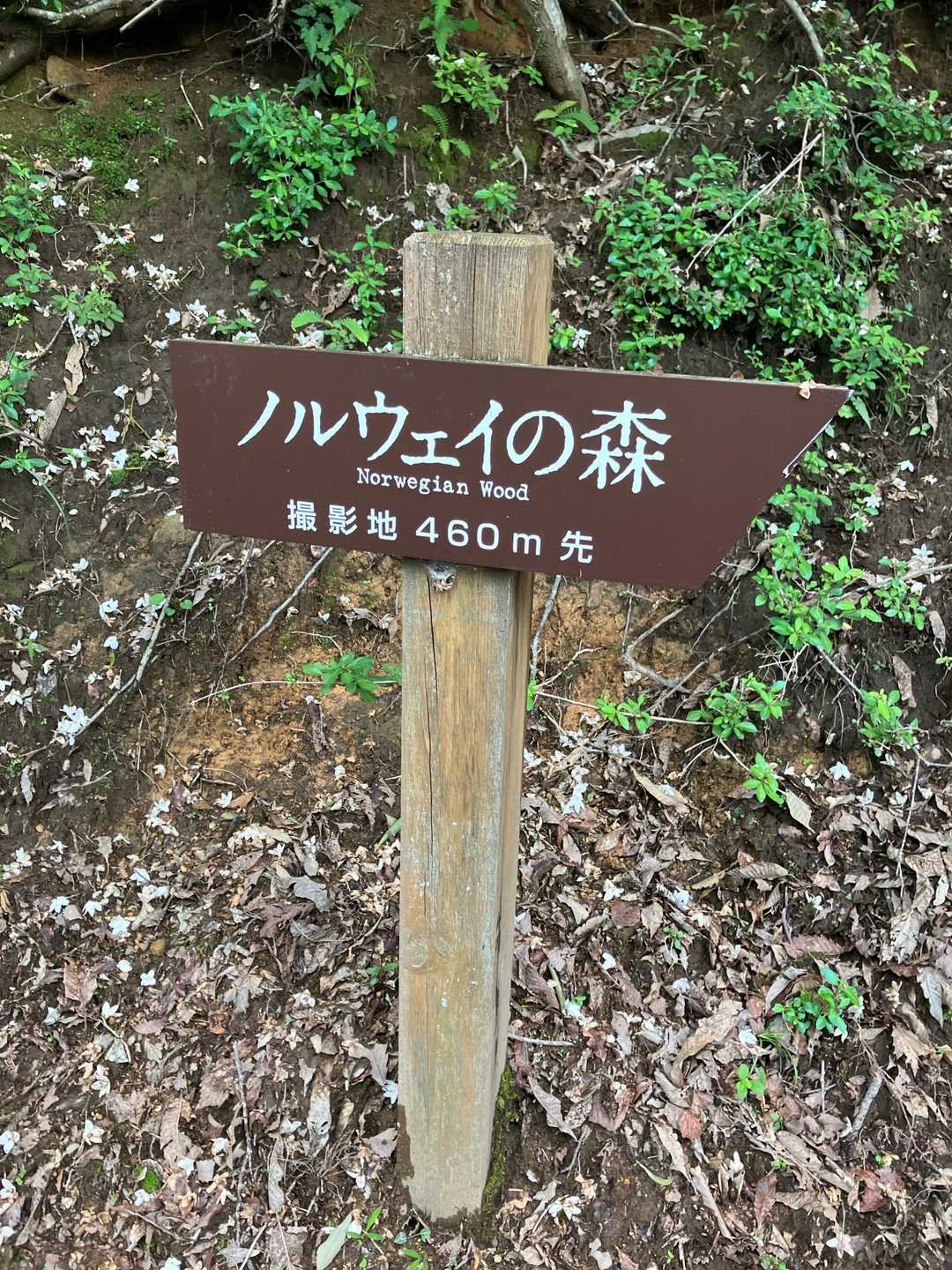 峰山高原バス停-峰山-峰山口-砥峰高原ハイキングコース入口 往復コースの写真