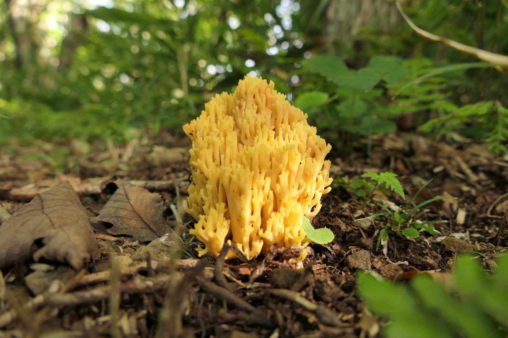 今日も🍄を愛でながら✨。