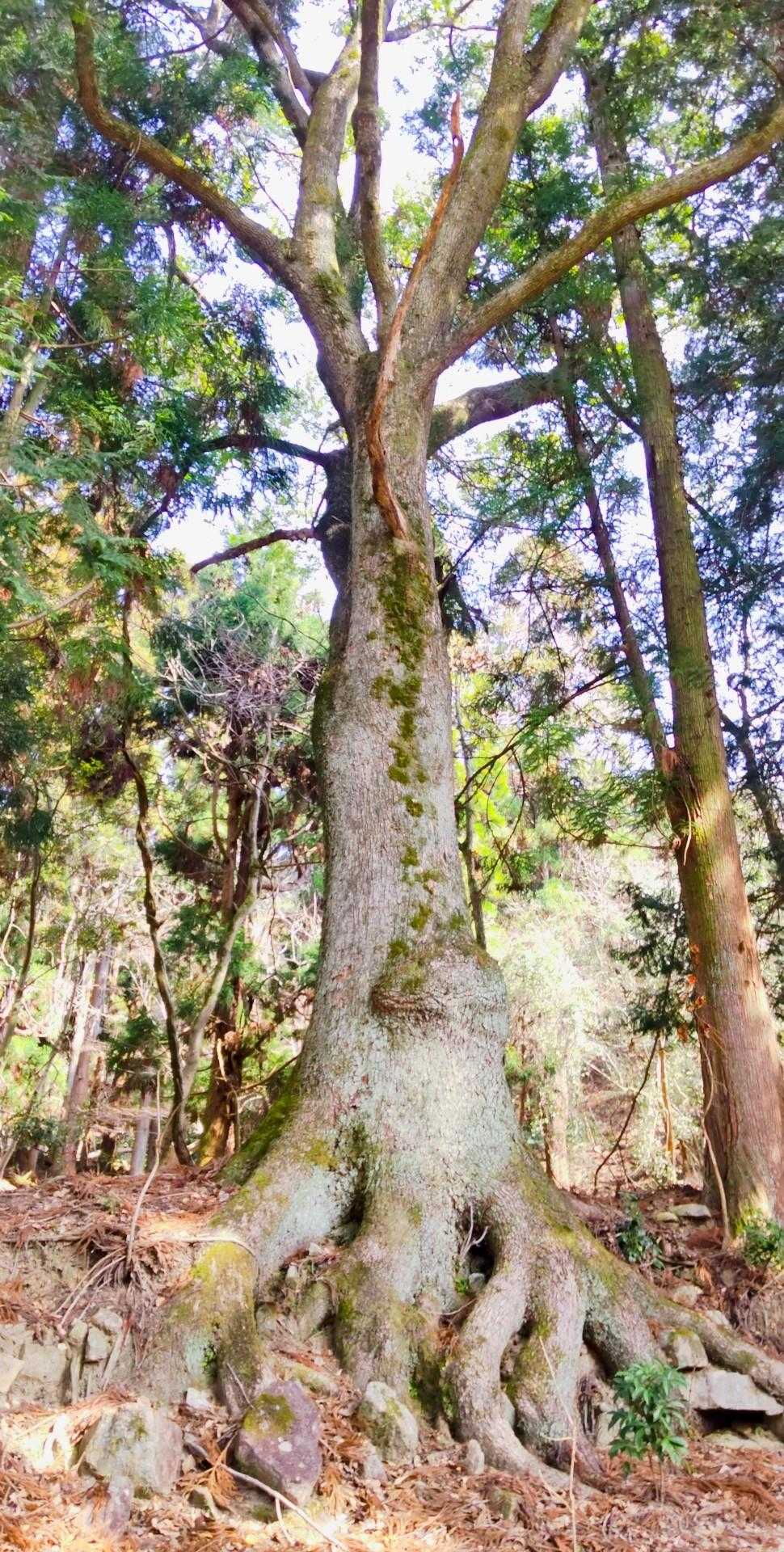 可部口登山口-高松神社-高松山 周回コースの写真