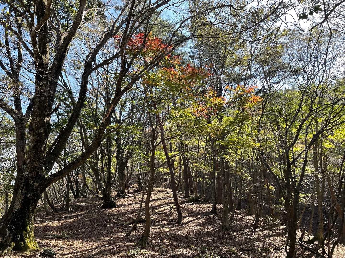 ほんのり紅葉🍁