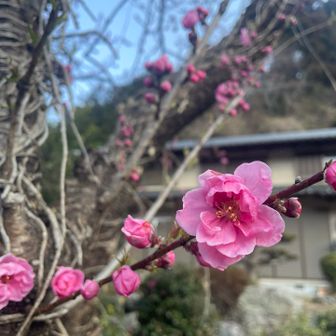花桃も可愛い♡
ももももも~