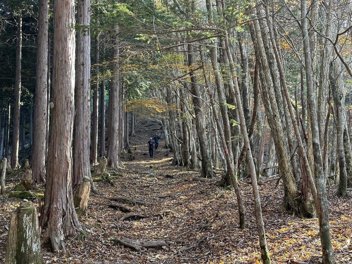 天狗塚登山口-第1ピーク 往復コースの写真