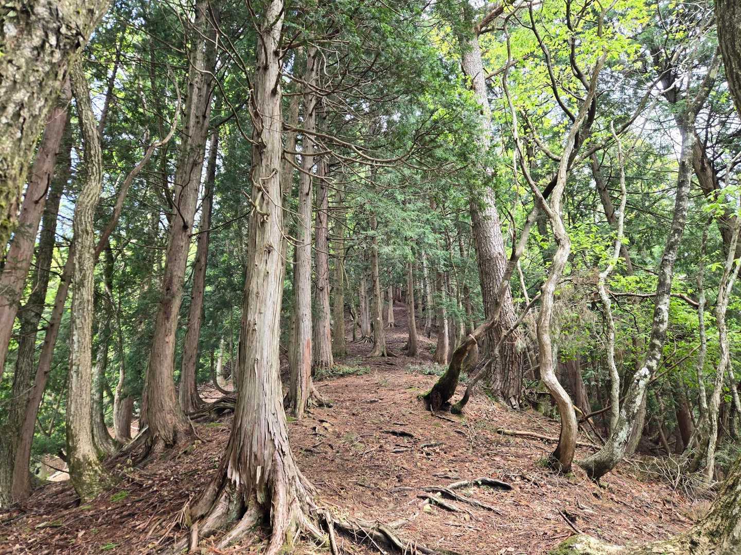 登りが長いねん🤭