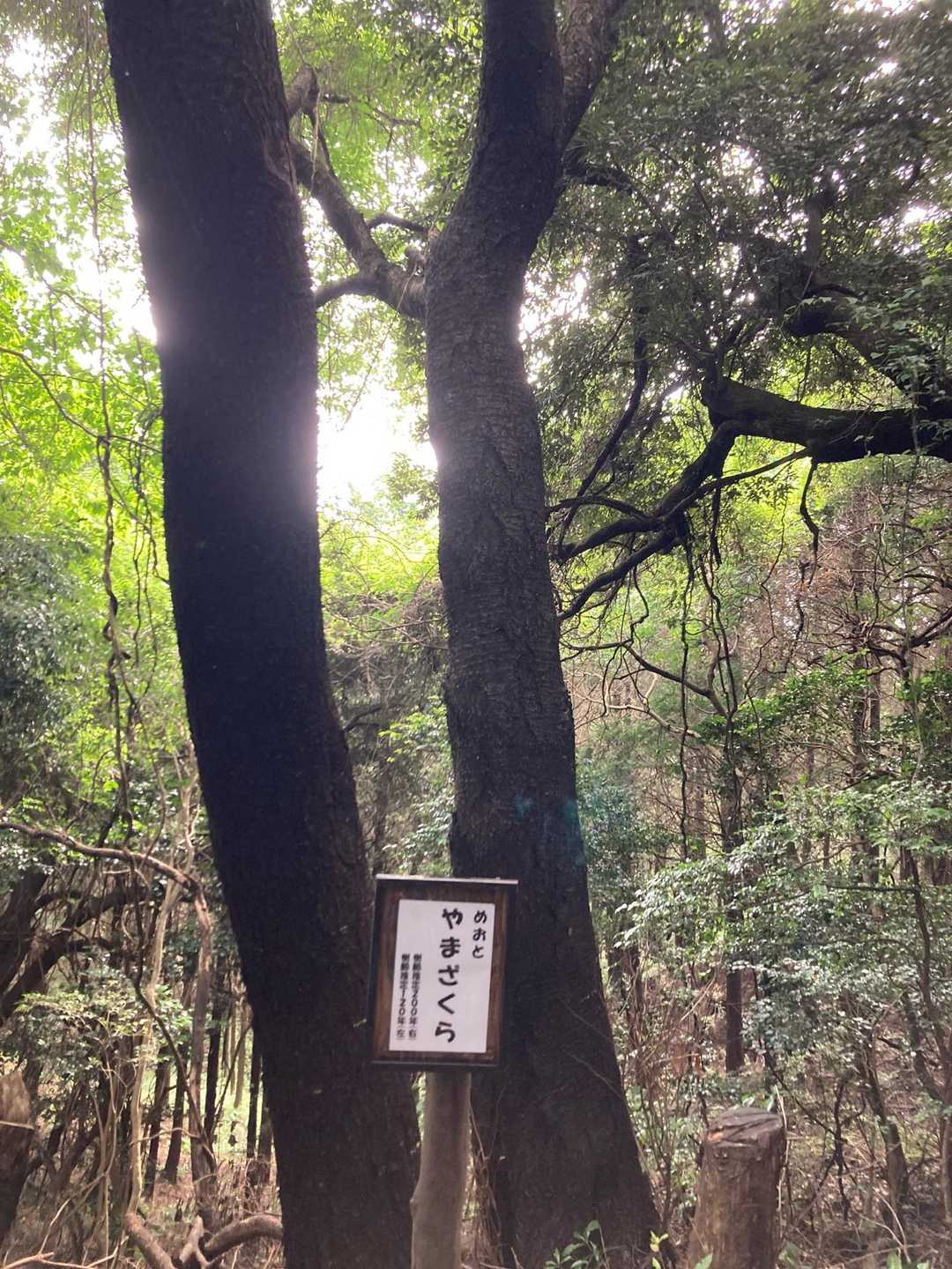 叶岳・高地山 ピストンルートの写真