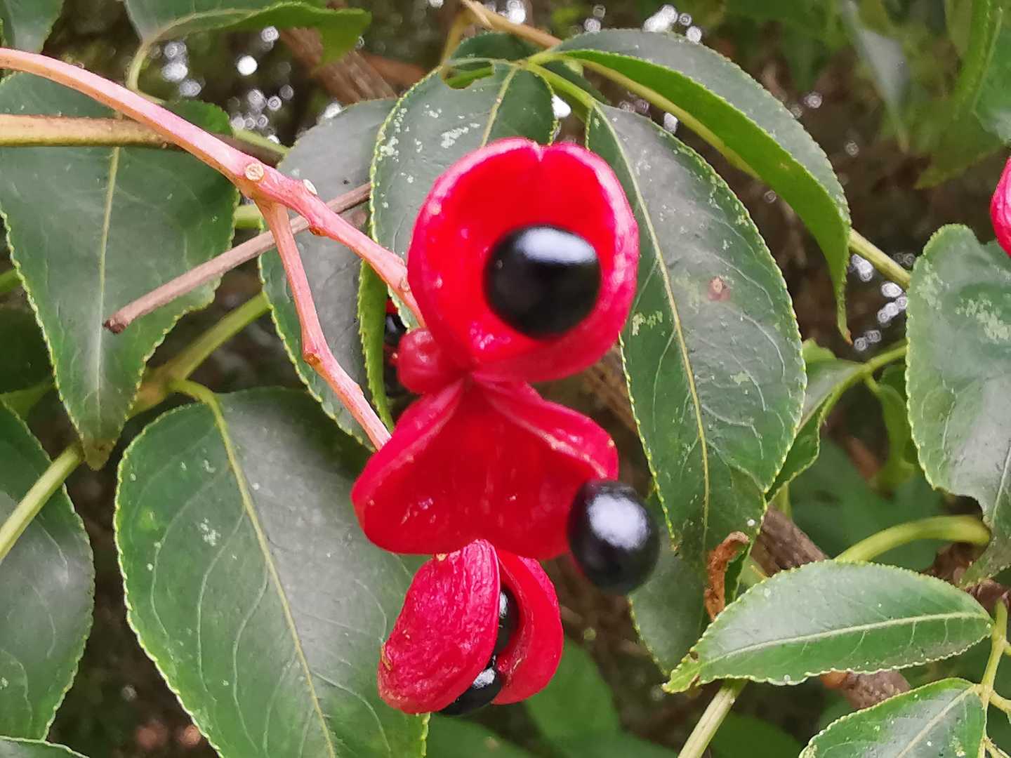 オクナセルラタの実