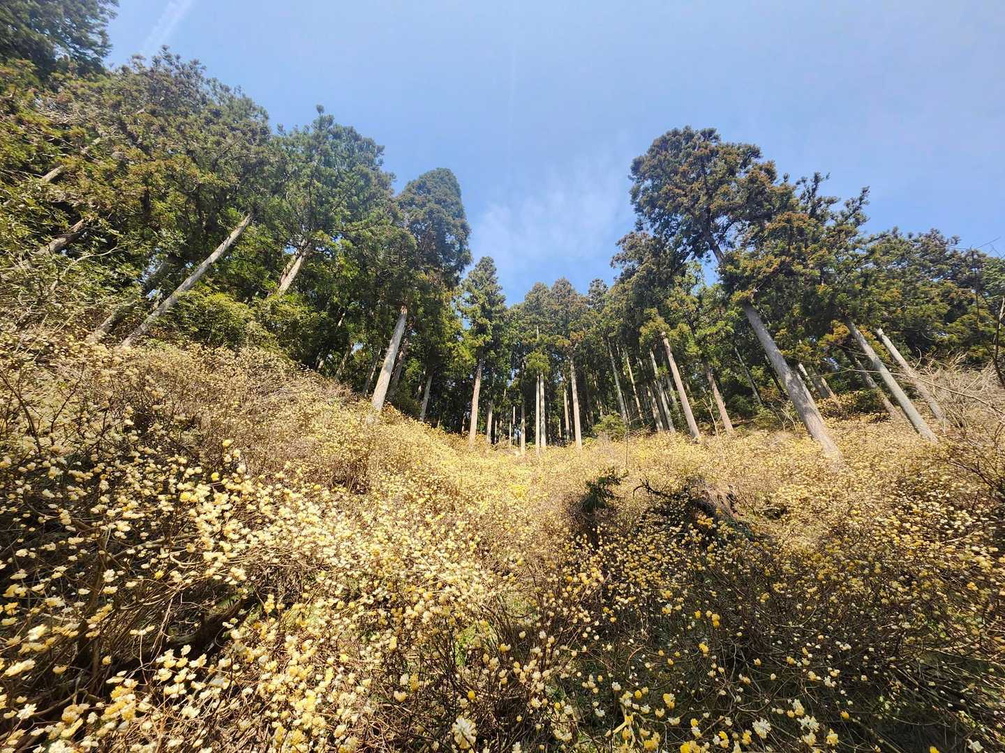 高畑山 往復コースの写真