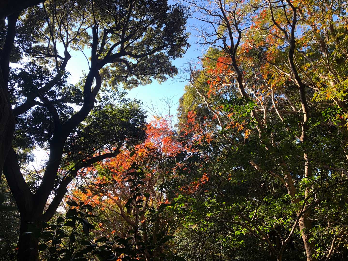 ようやく紅葉がスタート❤️