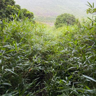 ちょっとだけ草藪っぽい区間もありますがルートは明確です。