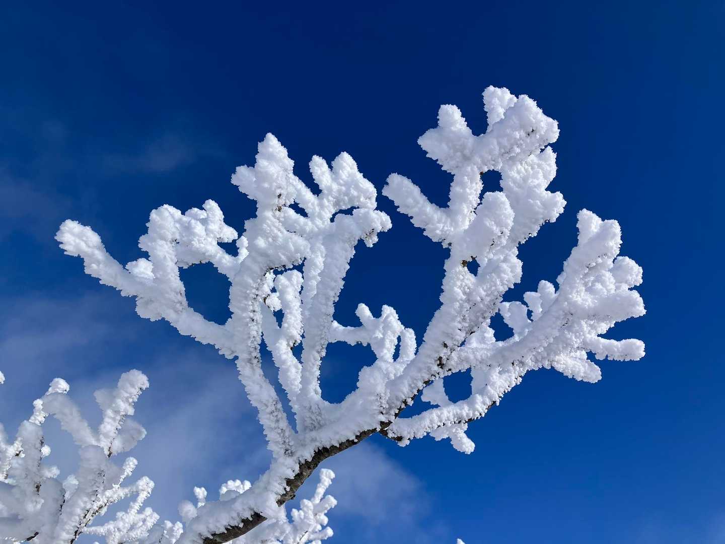 霧氷