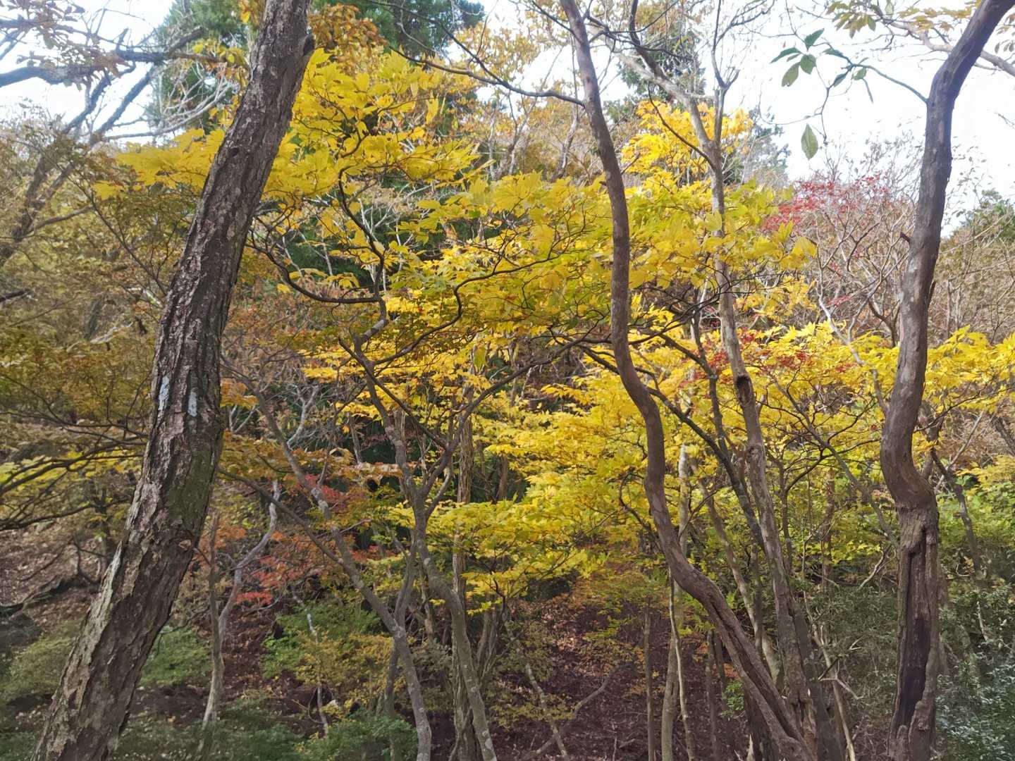写真を忘れてましたが、紅葉もソコソコ🍁

太陽出てないとこんな感じ😅💦