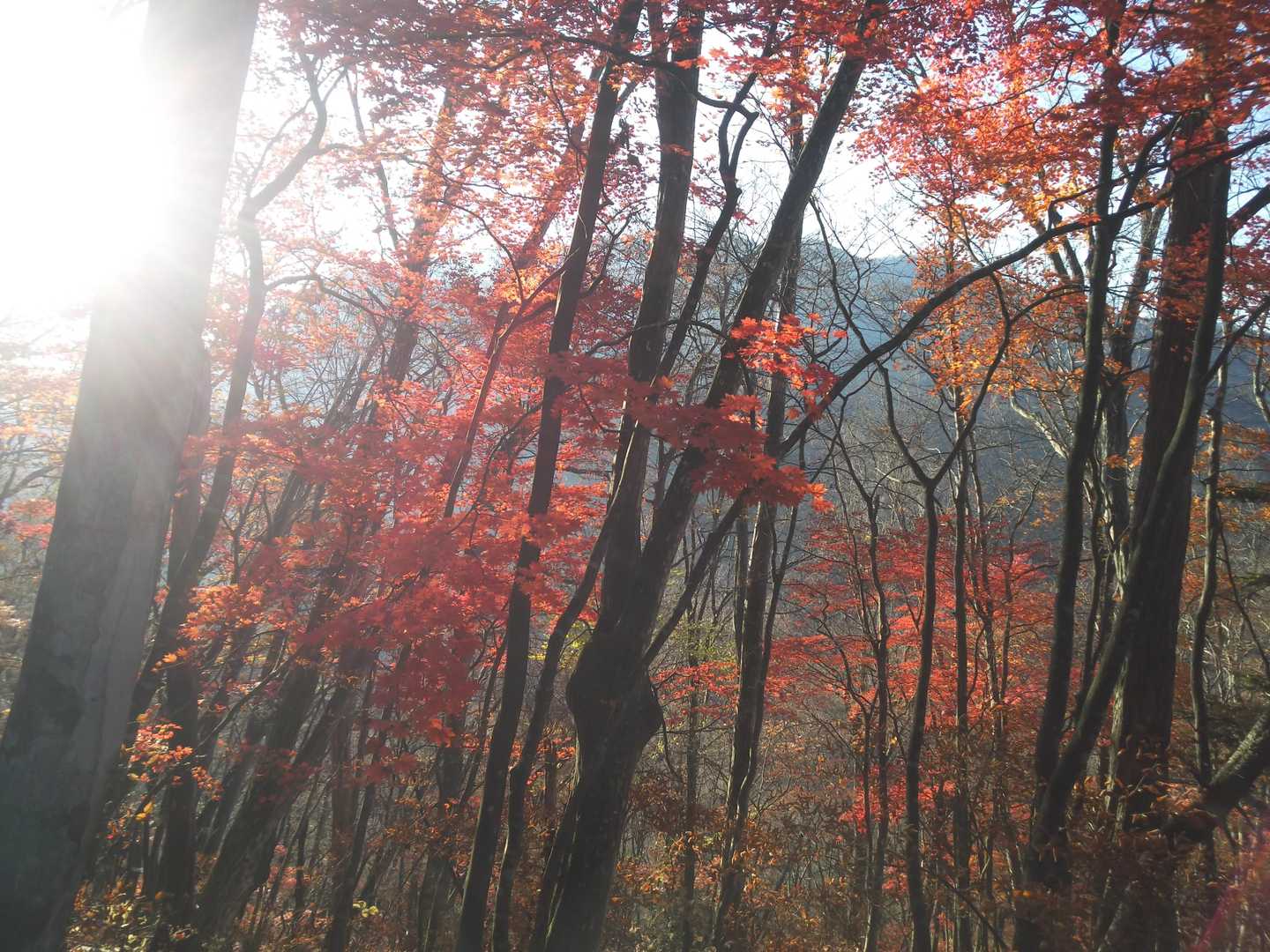 赤沢峠-稲包山 往復コースの写真