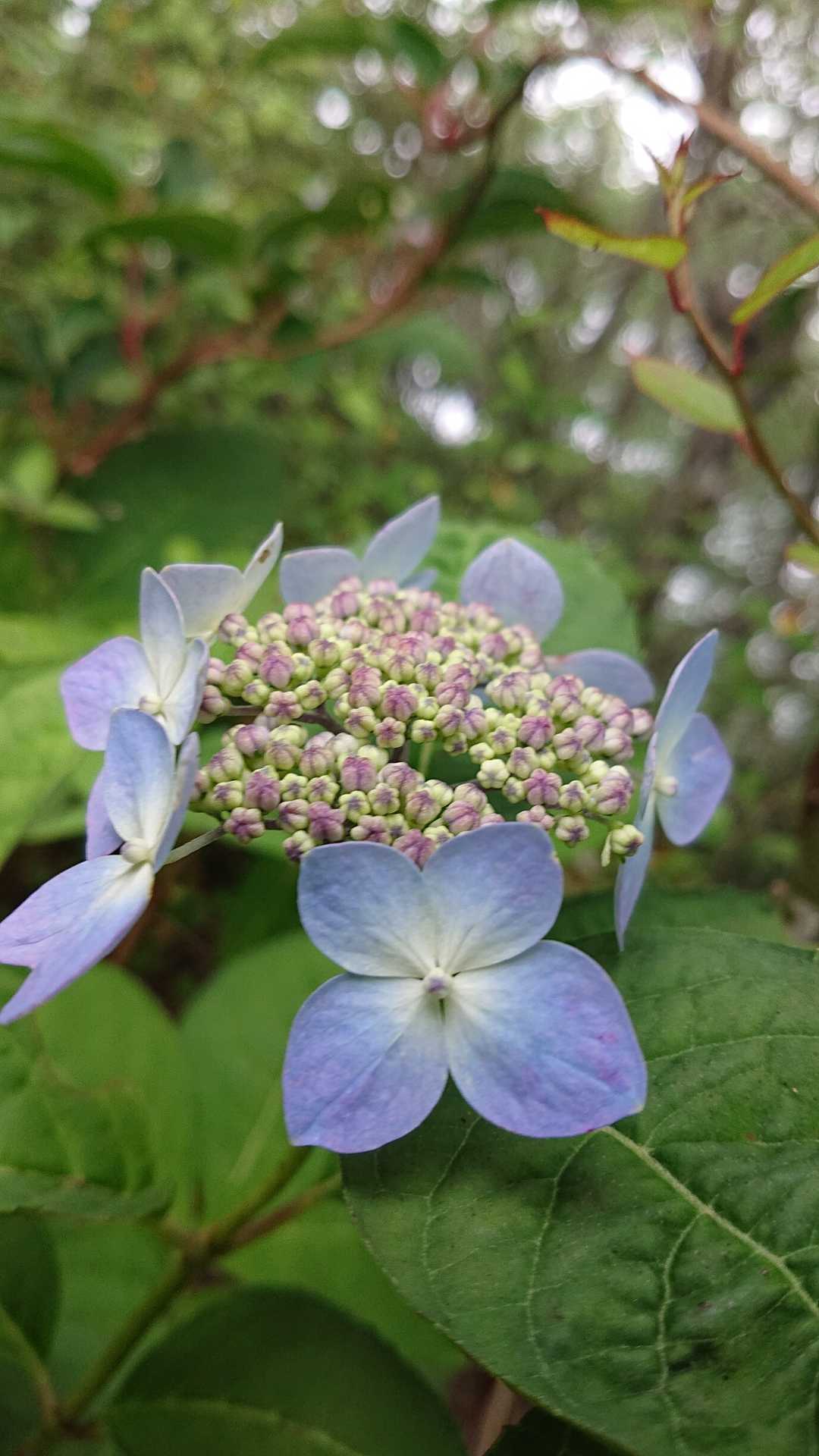 山頂の紫陽花
