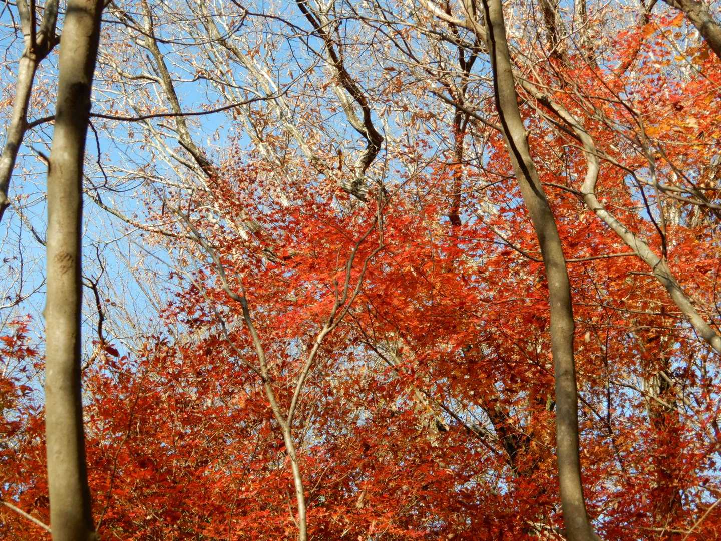 所々、紅葉が綺麗